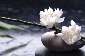 Stacked stones and white flower with petal on water drops
